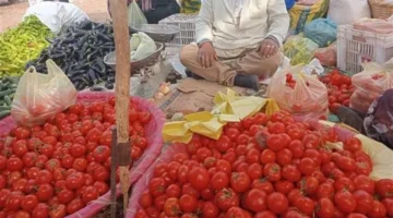 نقيب الفلاحين يوضح حقيقة أزمة الطماطم ومستجدات أسعار الخضروات والفاكهة اليوم الخميس